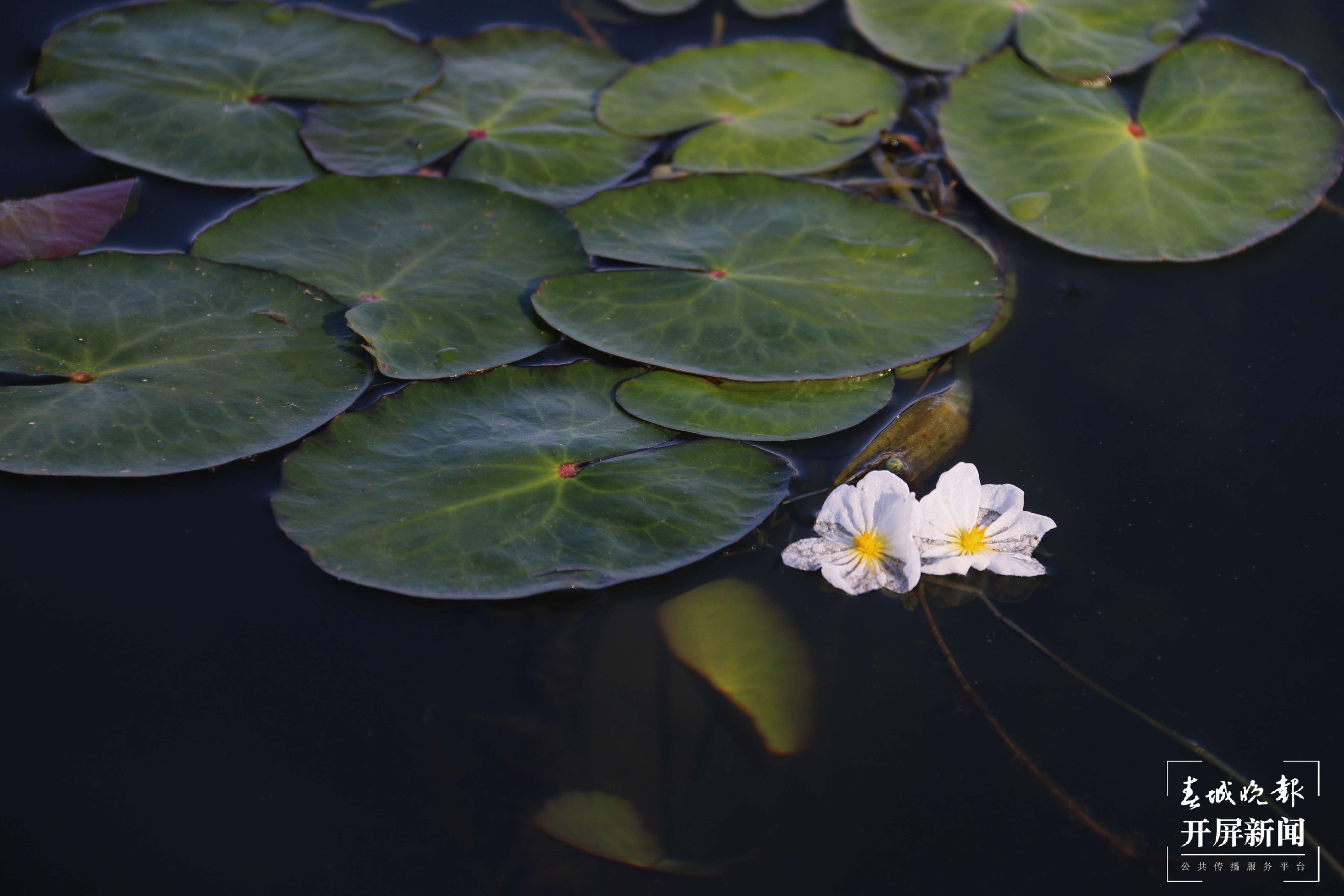 洱滨村海菜花开，太仙了！5.jpg