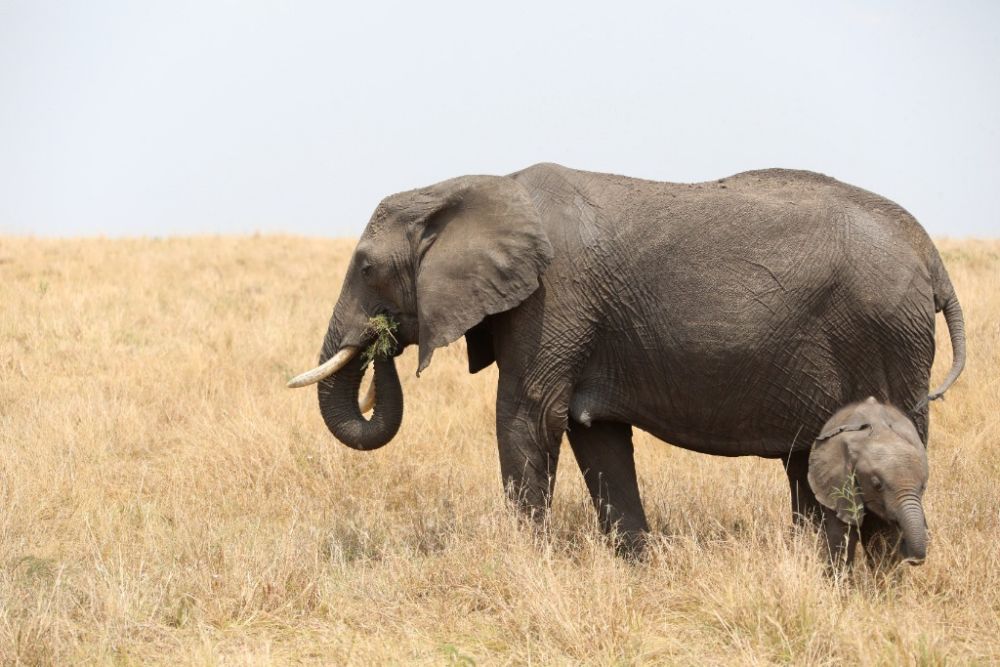 肯尼亚持续干旱，200多头大象死亡