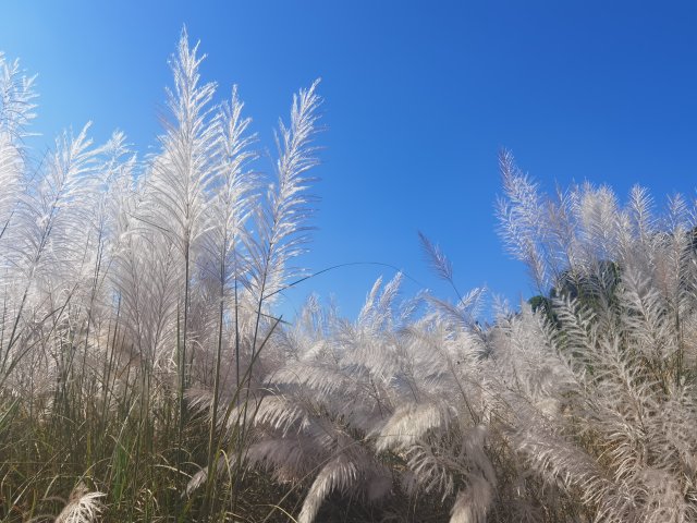 蓝天与芦苇 让冬日暖意浓浓 张兰 摄2022.11.12.jpg