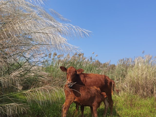 在芦苇丛中哺乳的牛妈妈 张兰 摄2022.11.10.jpg
