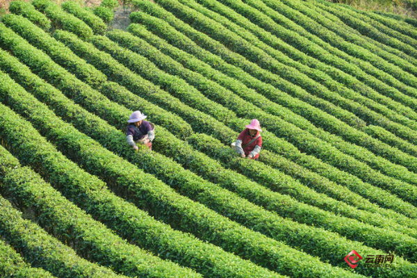 中国传统制茶技艺列入非遗名录 云南是主产区之一