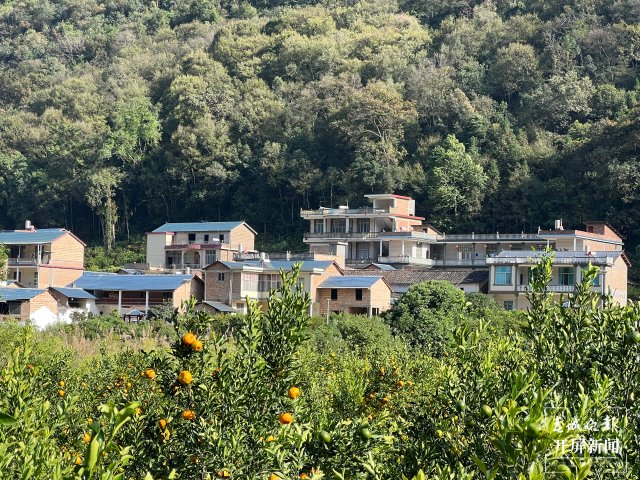 江龙村依靠柑橘产业，家家户户盖起了小洋楼.jpeg