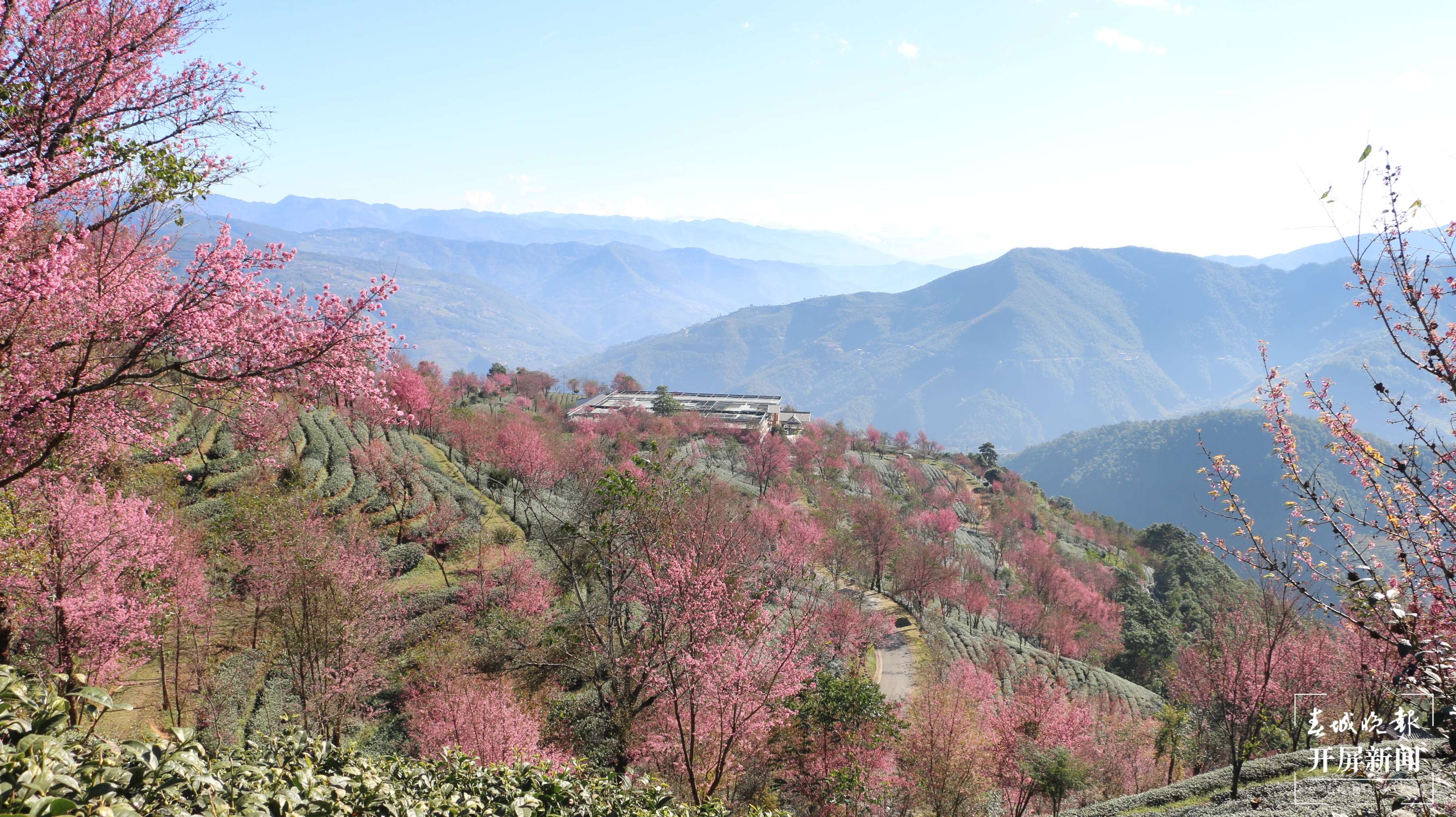 一般而言，樱花花期大多在2、3月份，而云南大理无量山的樱花