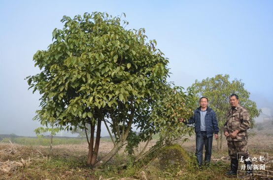 古林箐自然保护工作人员与自然结实的滇桐，拍摄时间为了2022年12月，肖斯悦 摄.png