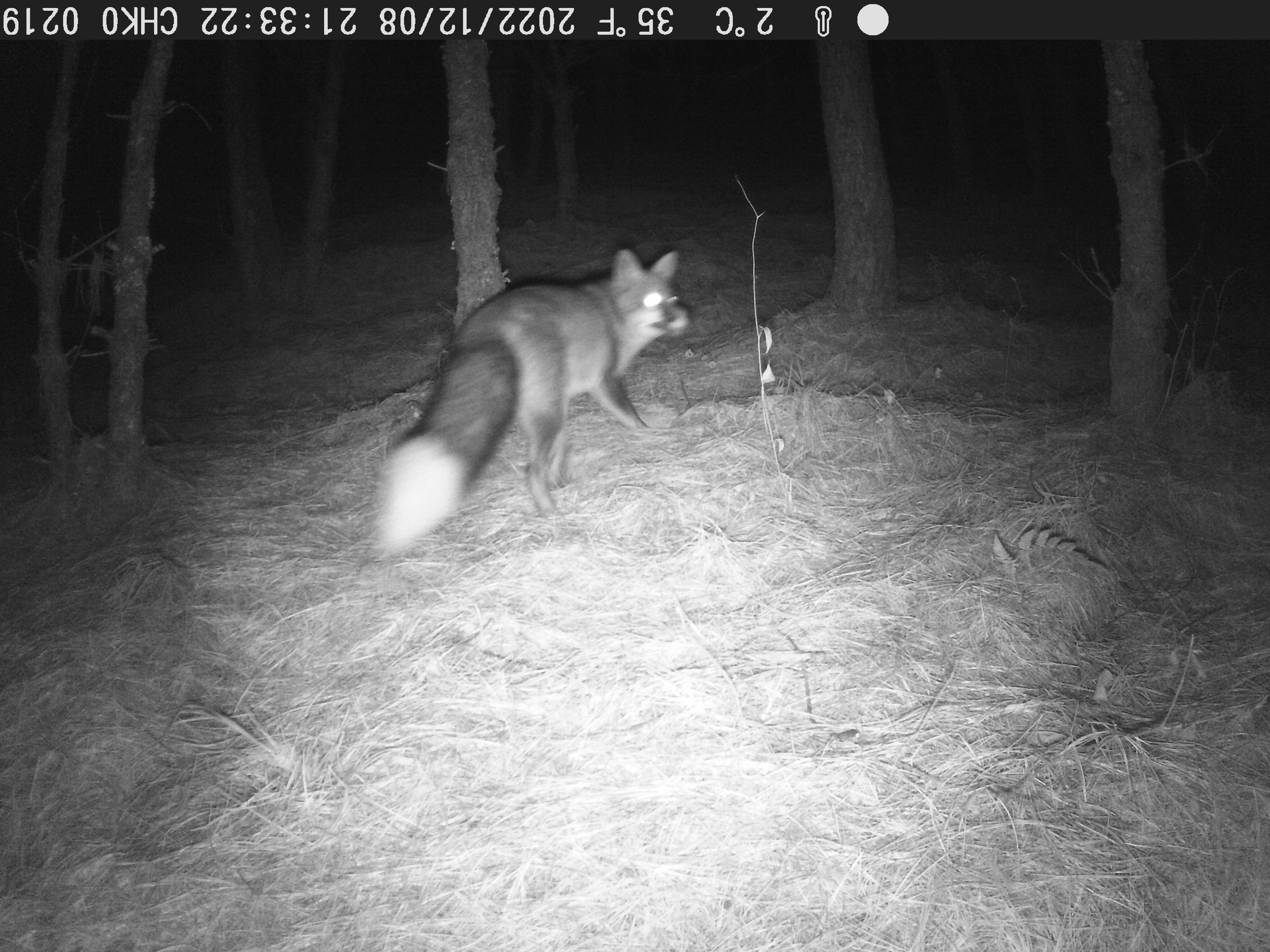 大山包保护区发现赤狐.jpg