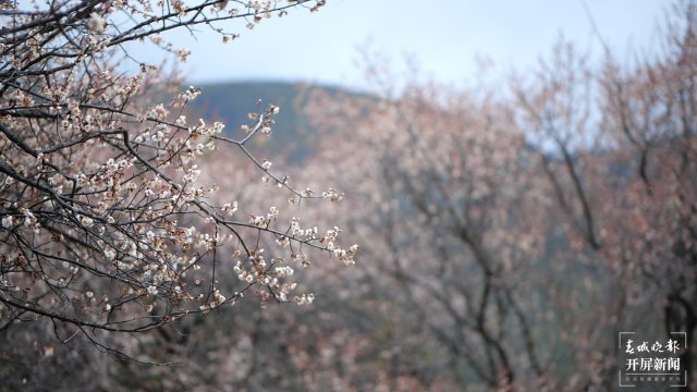 春风起，来大理洱源赏万亩梅花（有视频） (16).jpg
