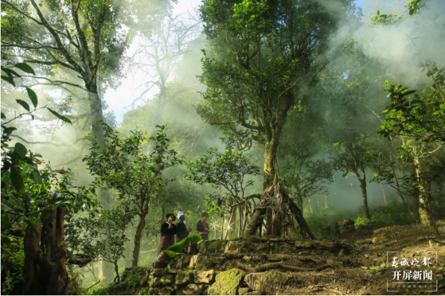 勐海雨林古树茶档案馆：在这里邂逅云南30000多种不同味道的古树茶2.png