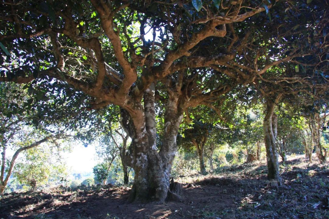 巴达野生茶树群落