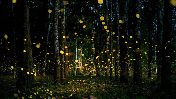 萤火虫在林间飞舞。中国科学院西双版纳热带植物园 供图.jpg