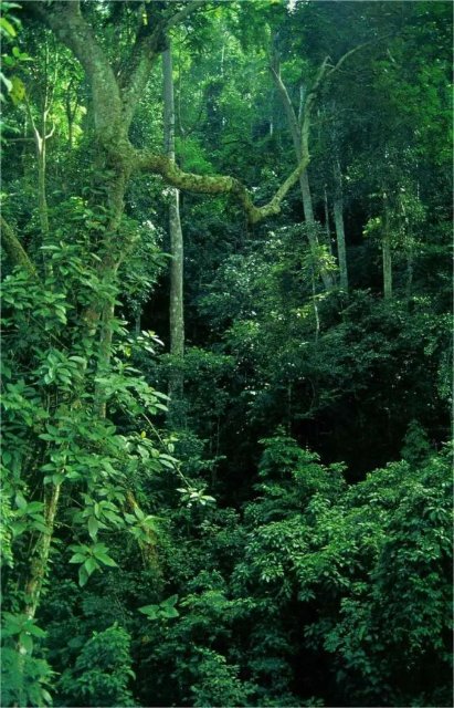 热带雨林 图片据西双版纳发布1.jpg