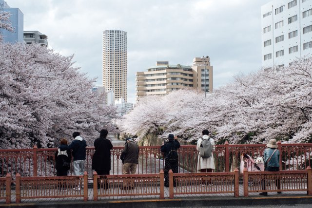 东京宣布进入樱花季.jpg
