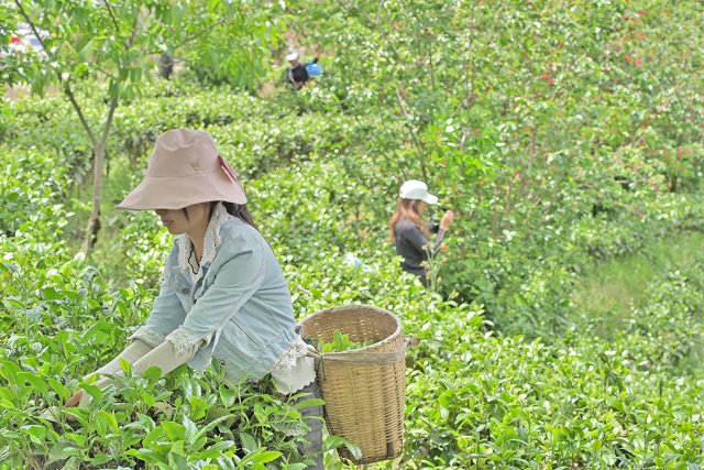 41个国家地理标志红茶品牌价值发布：昌宁红茶位居全国第四云南第一