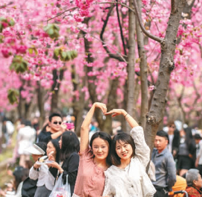 近日，云南省昆明市圆通山公园的樱花进入盛花期，吸引大批游客前来观赏。（新华社记者 胡超 摄）.jpg