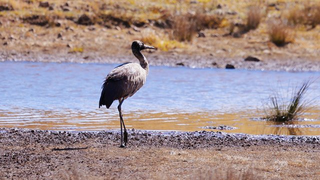 云南大山包自然保护区黑颈鹤北迁数量过半