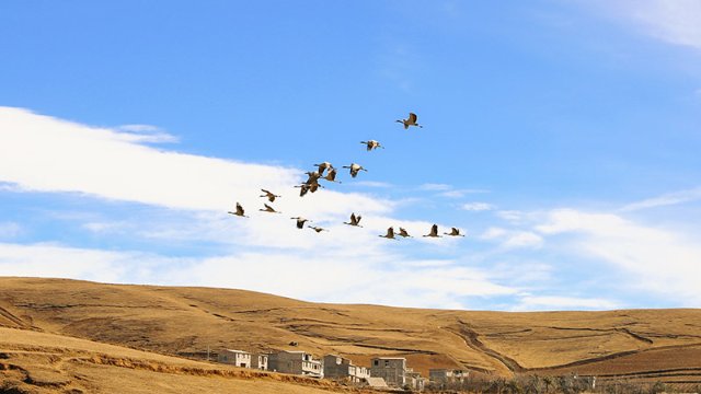 云南大山包自然保护区黑颈鹤北迁数量过半