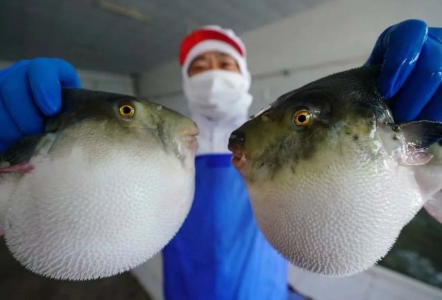 2020年10月24日，唐山市曹妃甸区一家河豚鱼深加工企业的工人展示河豚鱼。 新华社记者 杨世尧 摄