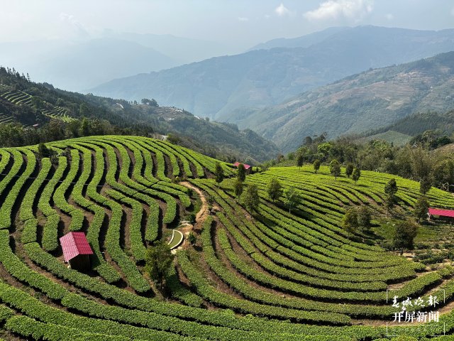 绿春春常绿 | 马鹿塘新村：茶产业带来新气象