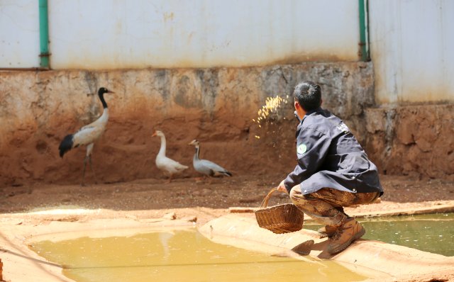 赵青宇在给会泽黑颈鹤国家级自然保护区管护局长海子管理所救助的黑颈鹤喂食.jpg