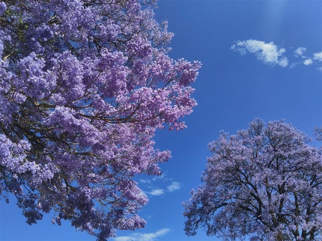 5·19 游玉溪丨来玉溪欣赏专属于这一季的蓝花楹美景