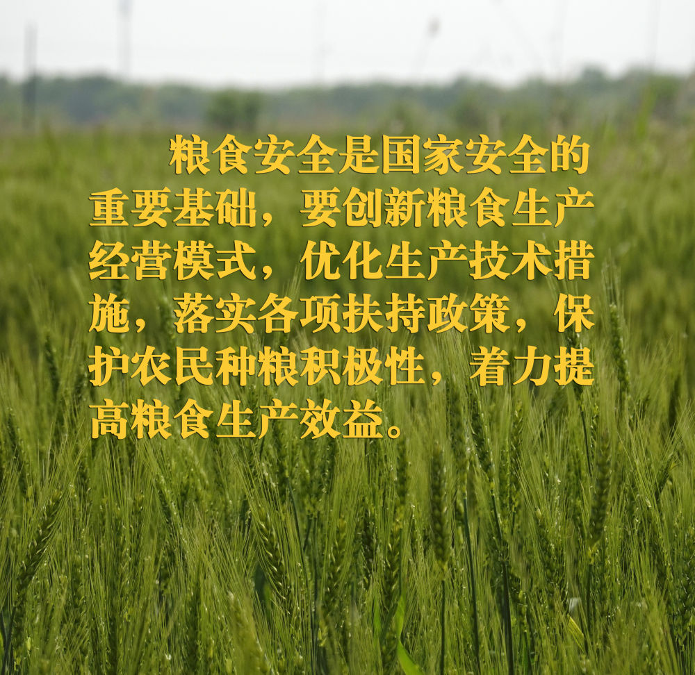 在田间地头，总书记关心农业科技创新7.jpeg