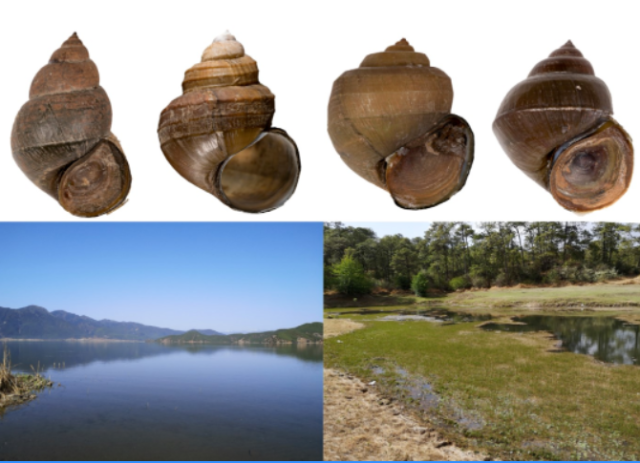 上图为理田螺属4个物种（从左至右：德拉维理田螺、尖龙骨理田螺、滇西理田螺、塔形理田螺），下图为采集地环境——泸沽湖（左）和丽江某湿地（右）。（张乐嘉 摄）.png