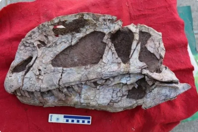 三叠中国龙头骨化石.png