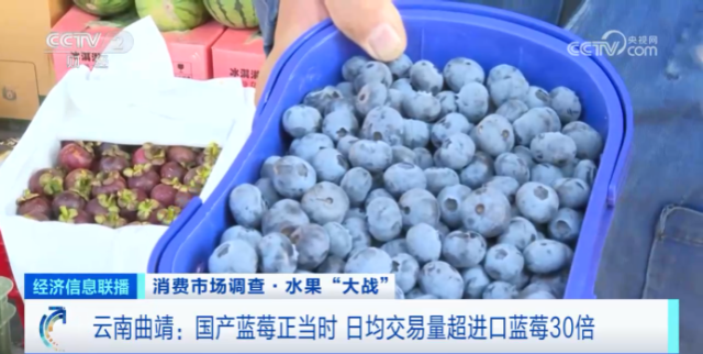 国产蓝莓，正当时！日均交易量超进口蓝莓30倍！