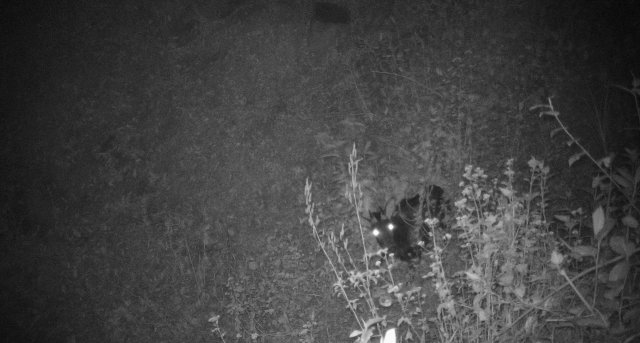 中华鬣羚夜间活动场景（红外线相机截图）.png