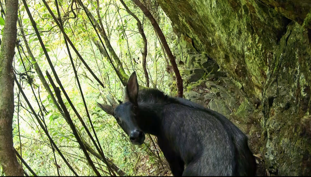 中华鬣羚早上活动场景（红外线相机截图）3.png