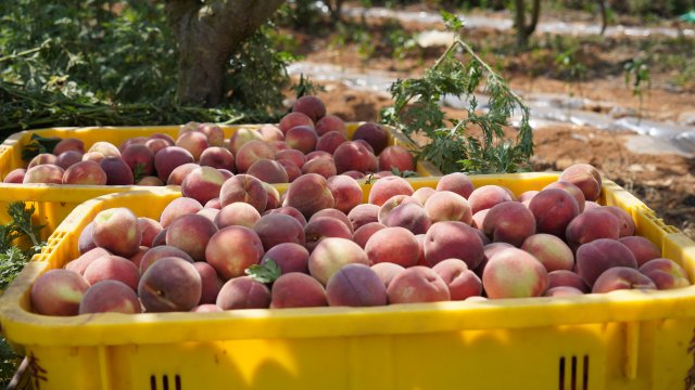 该基地的桃子品质和口感都很适合玉溪市场。5月29日，李丹摄。.JPG