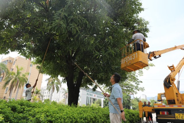 工作人员正在采摘街道两侧的景观树果实（2023年6月11日）.JPG