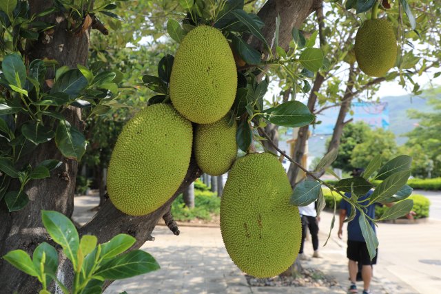 县城街道景观树上的菠萝蜜（2023年6月11日摄）1.JPG