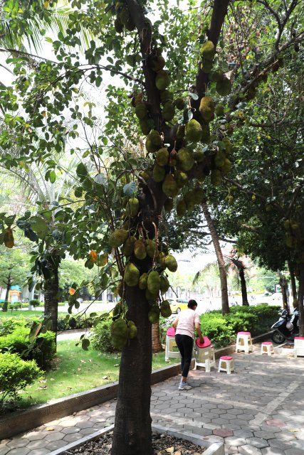 县城街道景观树上的菠萝蜜（2023年6月11日摄）.JPG