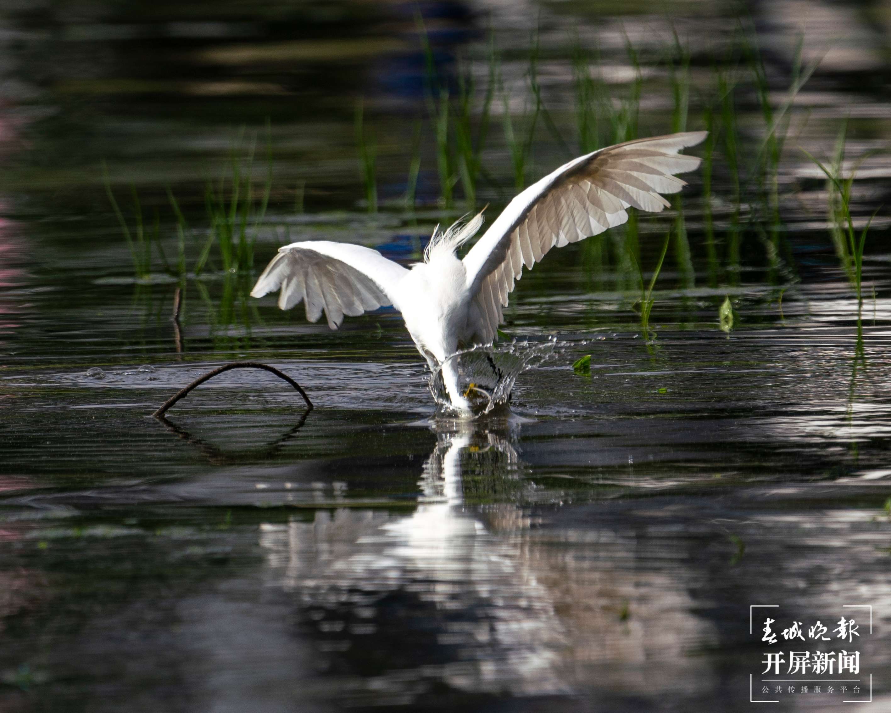 有一种叫云南的生活 洱海湿地白鹭捕鱼：动作丝滑，姿态优美 (8).jpg