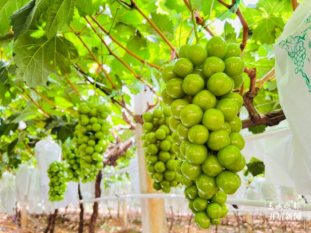 有一种叫云南的生活 人均水果产值超2万元！2023云南·大理宾川葡萄文化旅游节启幕（有视频） (3).jpg