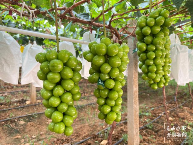有一种叫云南的生活 人均水果产值超2万元！2023云南·大理宾川葡萄文化旅游节启幕（有视频） (4).jpg