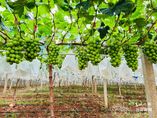 有一种叫云南的生活 人均水果产值超2万元！2023云南·大理宾川葡萄文化旅游节启幕（有视频） (2).jpg