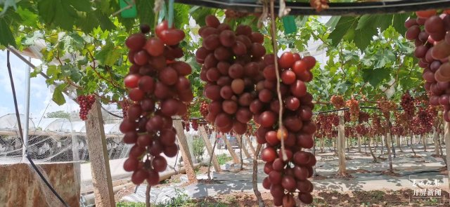 有一种叫云南的生活 人均水果产值超2万元！2023云南·大理宾川葡萄文化旅游节启幕（有视频） (24).jpg