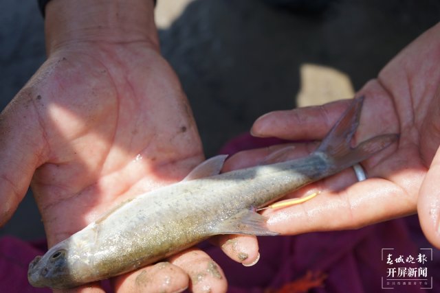 被放生后，被钓鱼人钓到的金沙江土著鱼苗——短须裂腹鱼.JPG