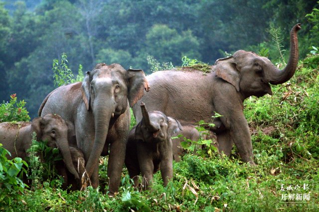 生物多样性—亚洲象之野性的呼唤-.JPG