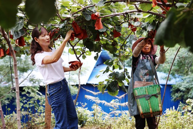 苟玉琼和工人忙着采摘猕猴桃。8月20日摄。.jpg