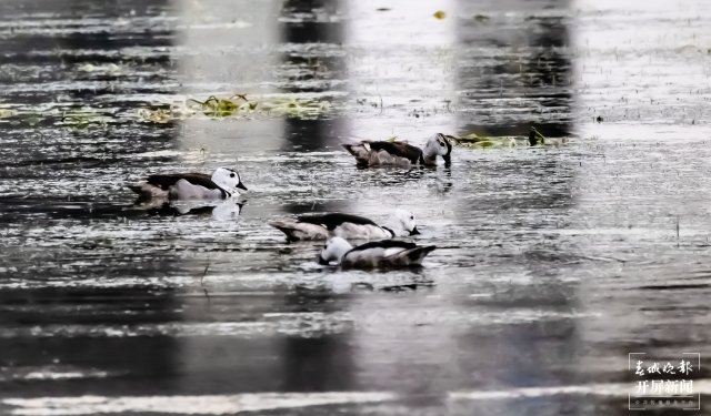 棉凫悠然自得浮在水面上（采访传编辑）有一种叫云南的生活 国家二级重点保护野生动物棉凫现身洱源东湖湿地.jpg