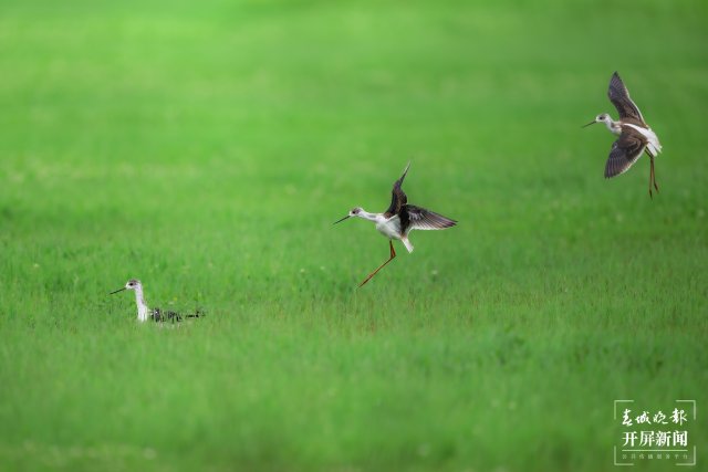 黑翅长脚鹬在湿地展翅飞翔。.jpg