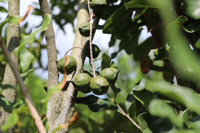 果园里成熟的坚果（9月12日摄）1.JPG