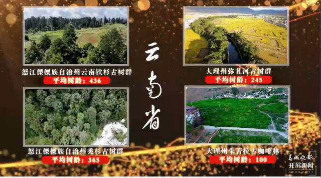 活动现场发布的云南省入选“双百”古树群名单.png