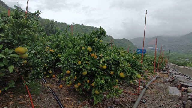 华宁亚热带水果种植基地 (2).jpg