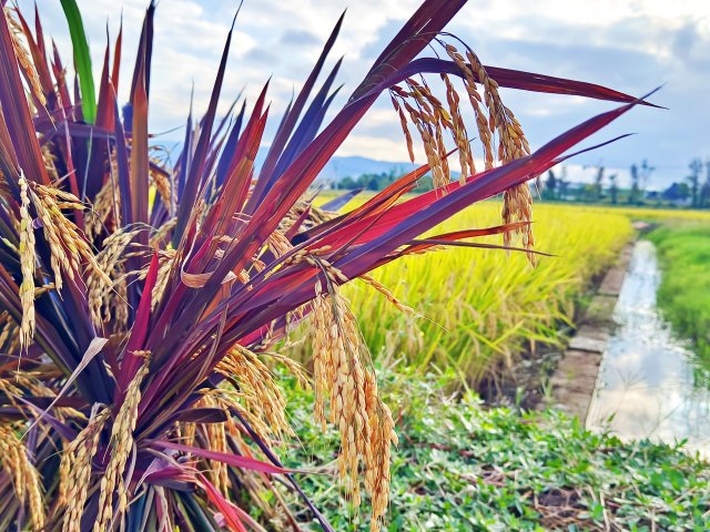 彩色水稻颗粒饱满。10月14日摄。.jpg