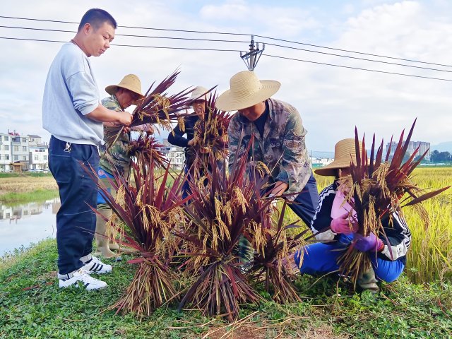 毕锁江和工人一起整理收割好的彩稻。10月14日摄。.jpg
