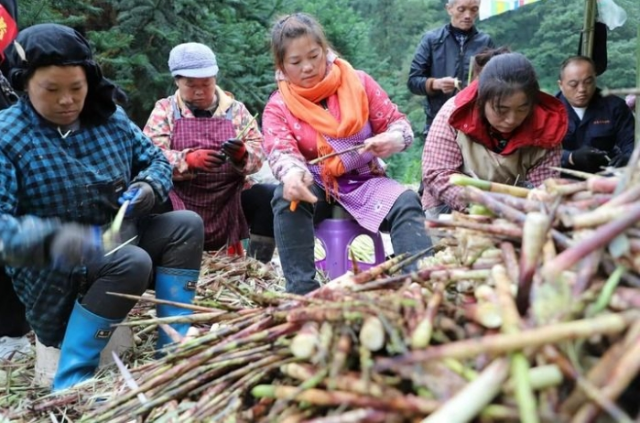 在万亩方竹示范基地，两碗镇三角村村民将鲜竹笋去壳（10月12日摄）。.png