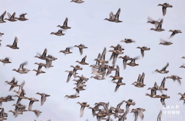 数以万计，密密麻麻（采访传编辑）有一种叫云南的生活 大理洱源东湖湿地现万鸟欢飞独特景观（有视频）.JPG